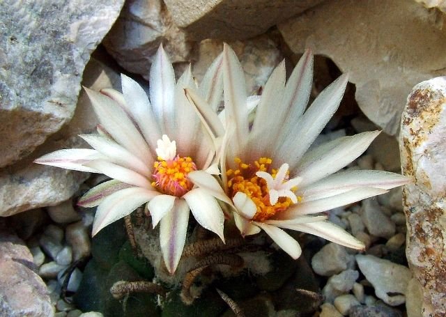 Turbinicarpus _schmiedickeanus _ssp.klinkerianus 'lilinkeuidus' 04